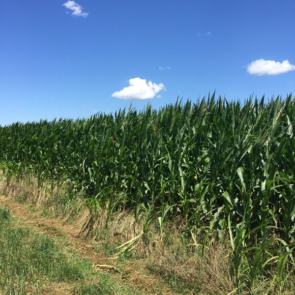 LAND AUCTION - 87+/- ACRES IN 1 TRACT IN CASS COUNTY, MICHIGAN